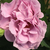 Rózsaszín - lila - Virágágyi floribunda rózsa - Terra Limburgia